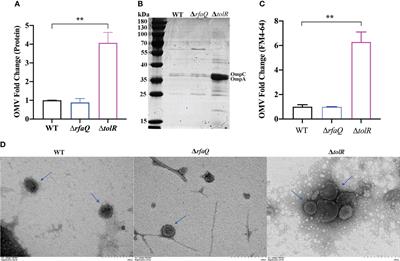 Preclinical evaluation of OMVs as potential vaccine candidates against Salmonella enterica serovar Enteritidis infection